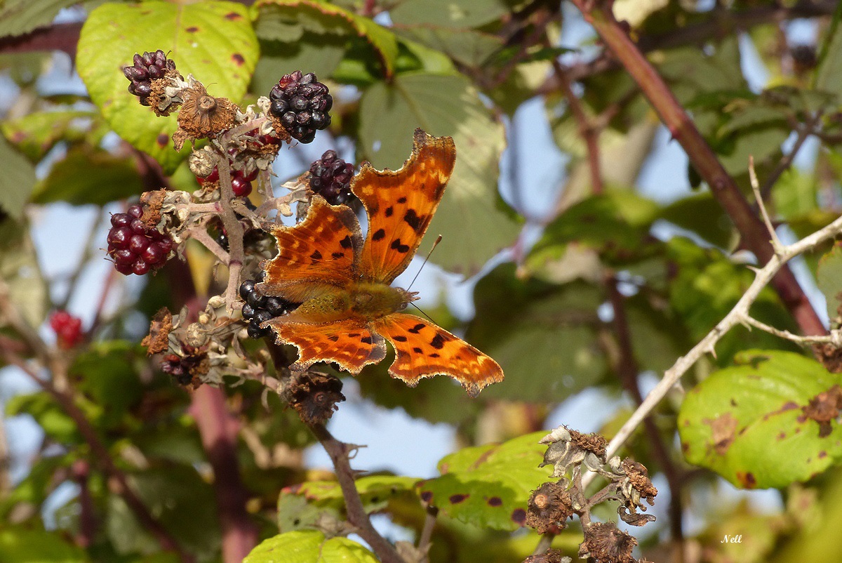 Robert-le-Diable (Polygonia c-album) (1).JPG