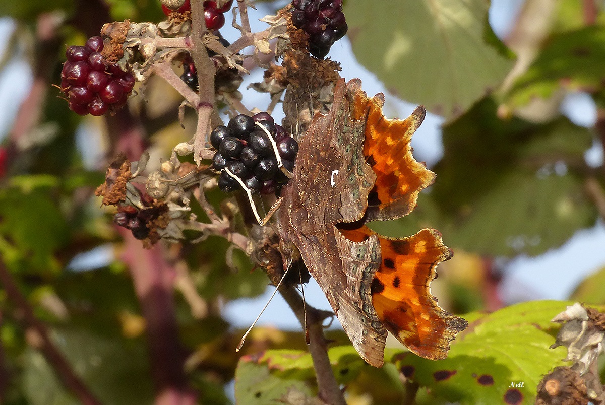 Robert-le-Diable (Polygonia c-album) (3).JPG