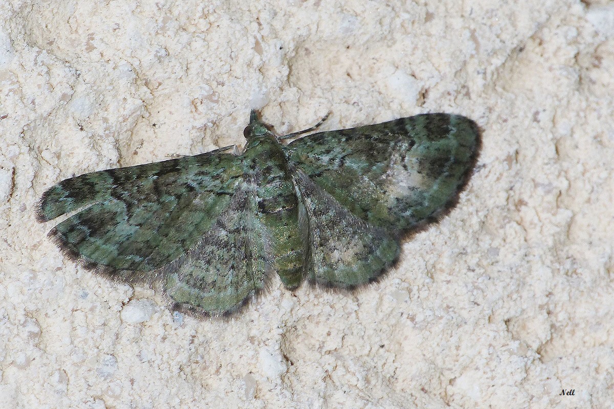 Eupithécie rectangulaire Pasiphila rectangulata. Geometridae.JPG