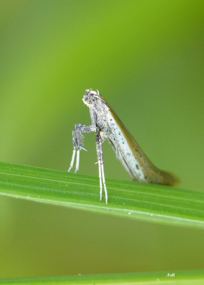 Caloptilia Gracillariidae  (2).JPG