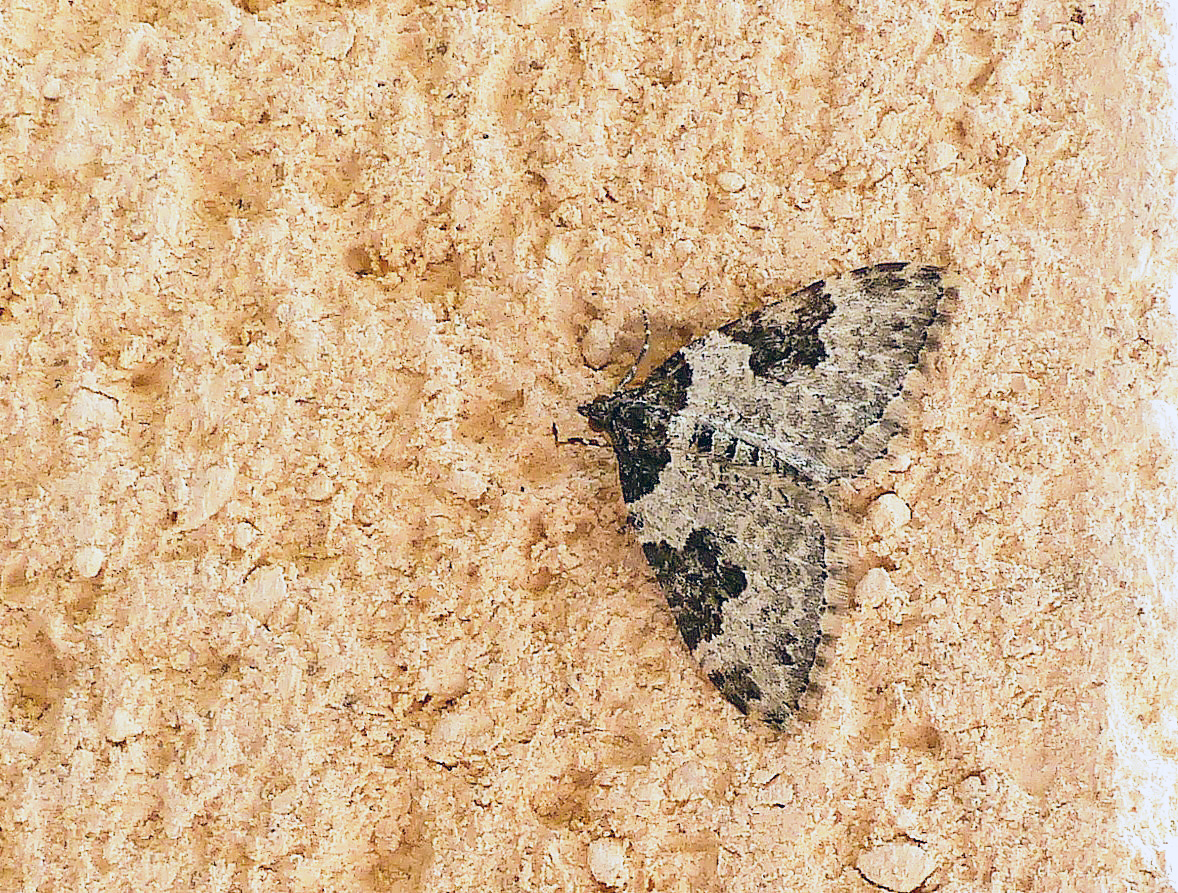 Phalène ondée Xanthorhoe fluctuata geometridae (1).JPG