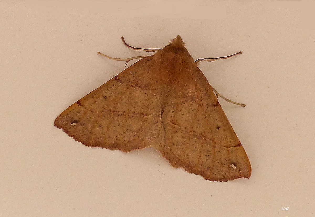 Colotois pennaria pujoles Geometridae  (2).JPG