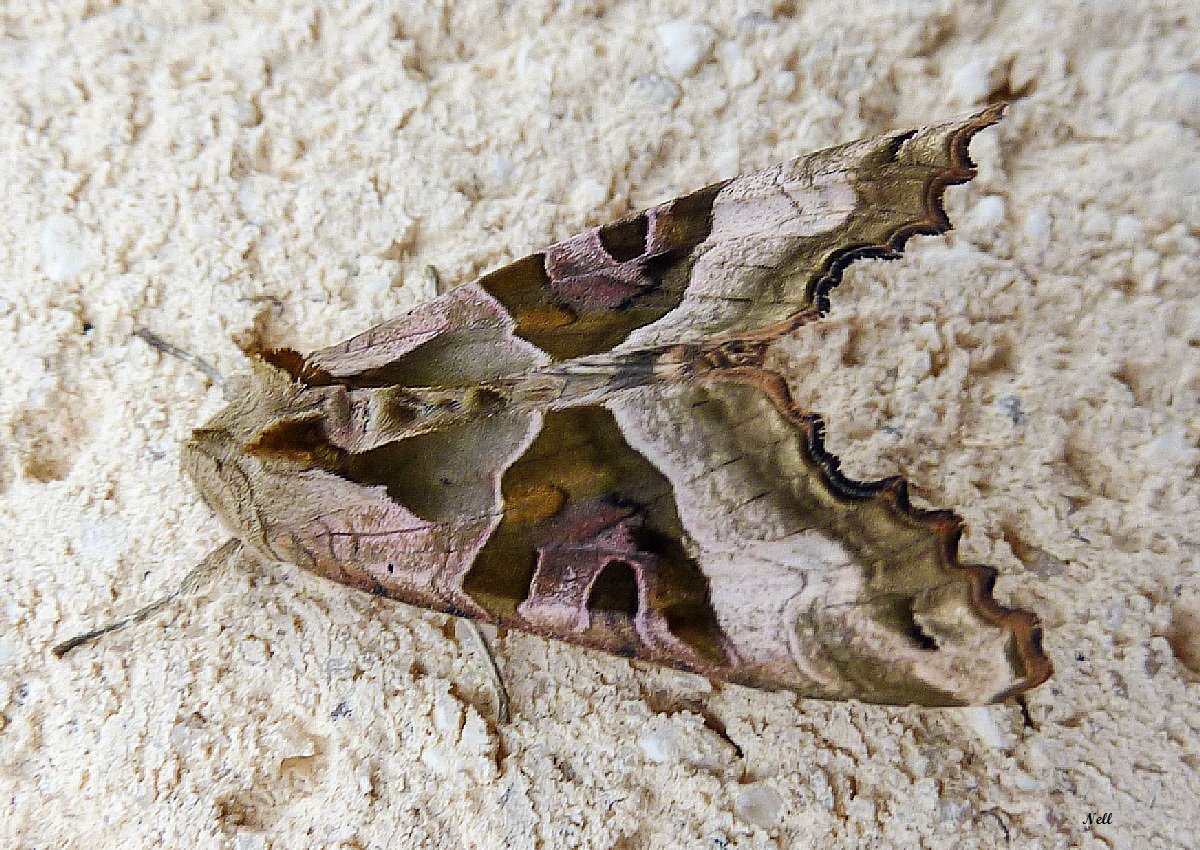 Phlogophora meticulosa  noctuidae (1).JPG