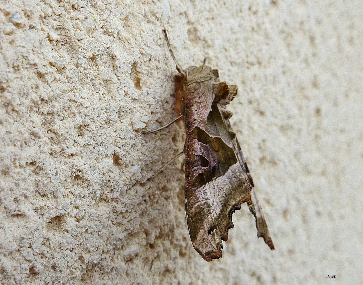 Phlogophora meticulosa  noctuidae (3).JPG