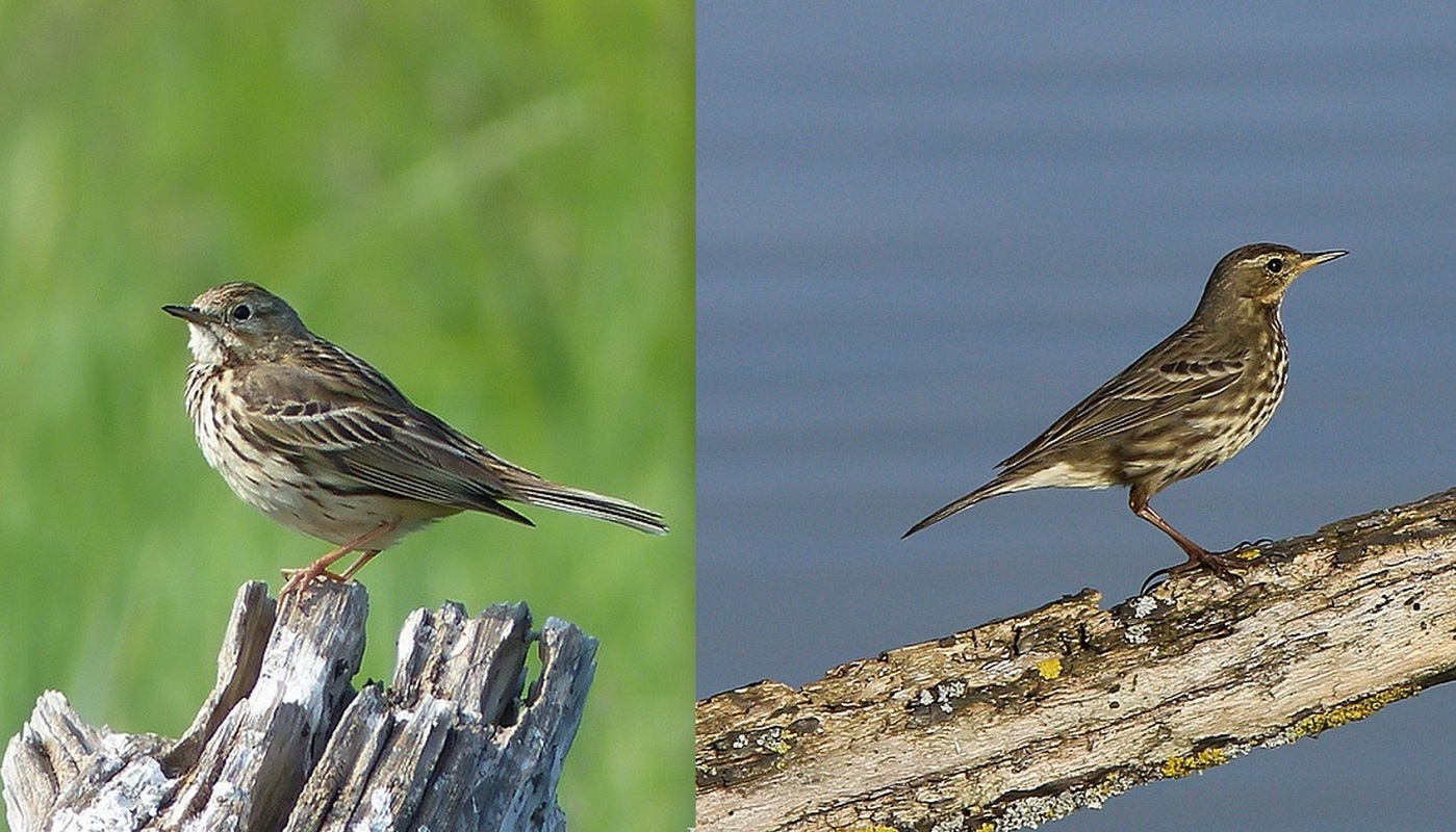 Pipit maritime sallenelles.jpg