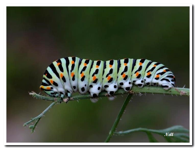 Chenille de Machaon.jpg