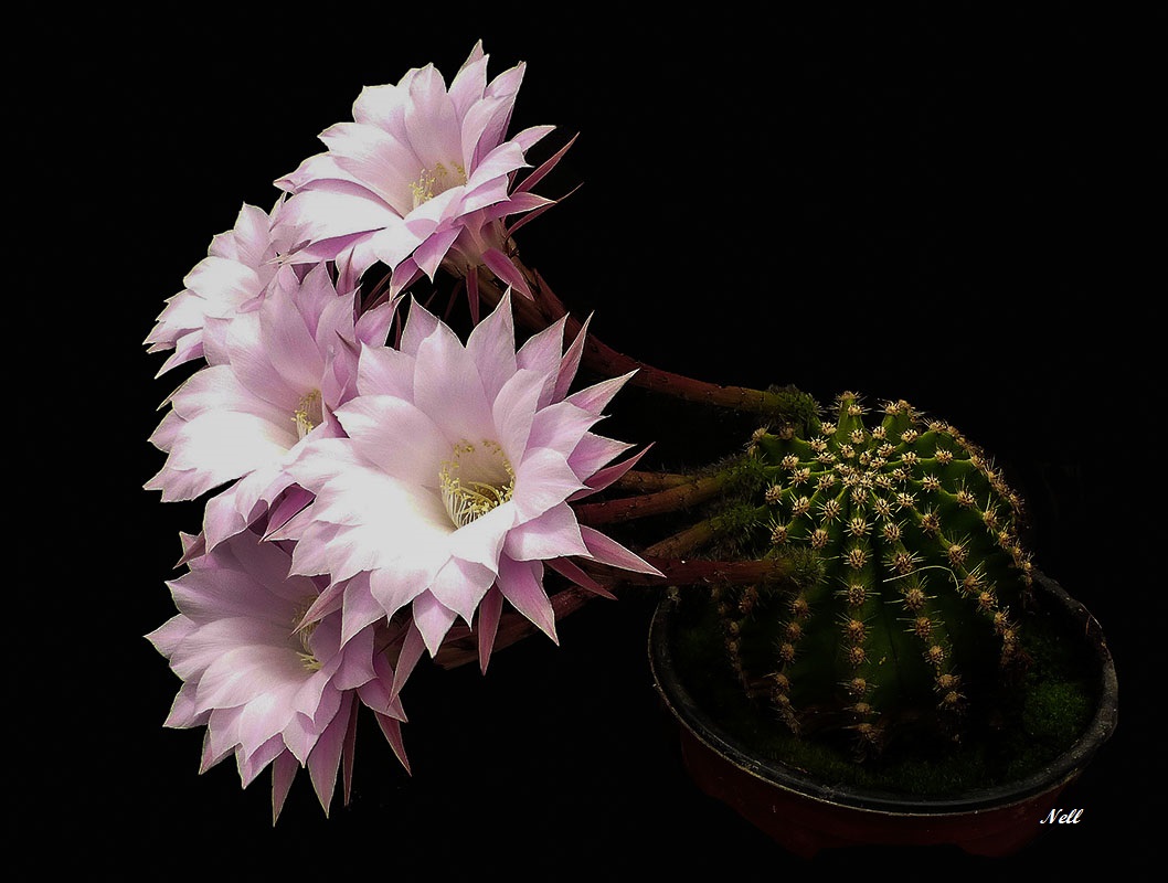 Echinopsis Eyriesii Les Photos De Nellou