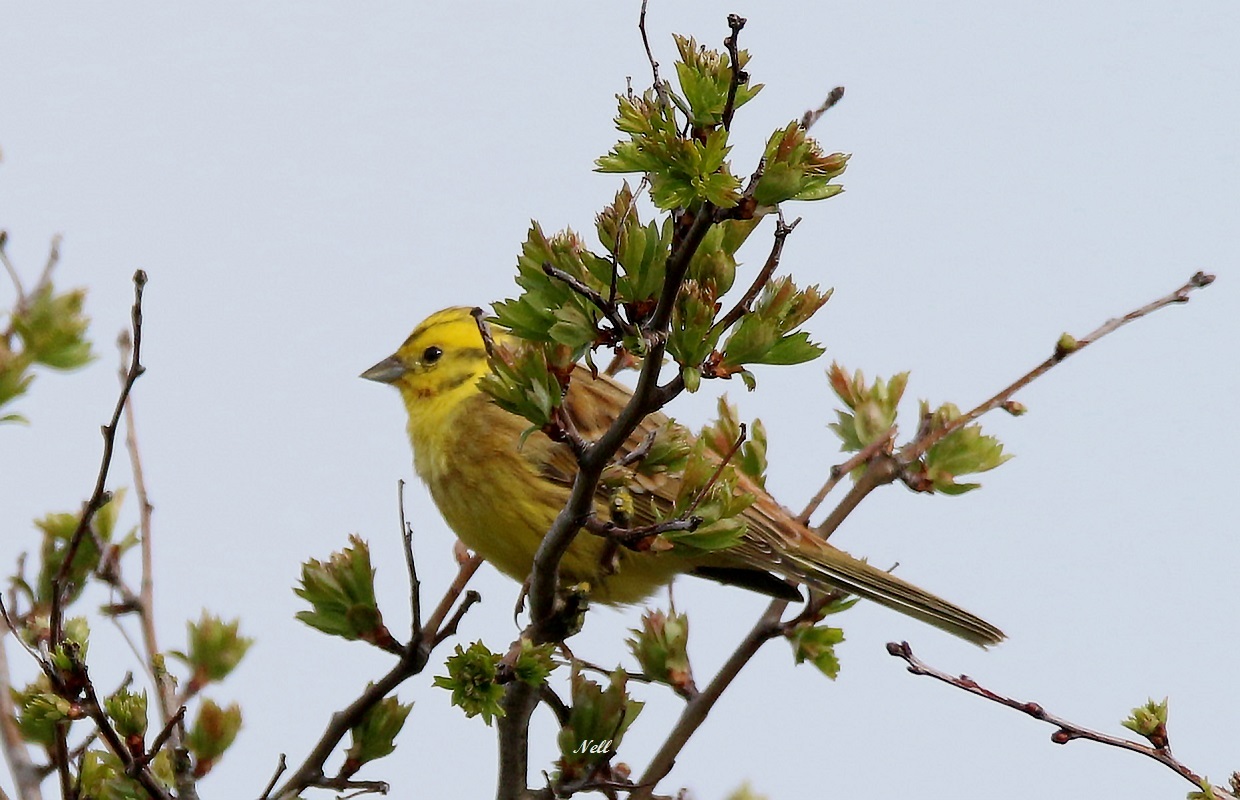 Bruant jaune Emberiza citrinella (1).JPG