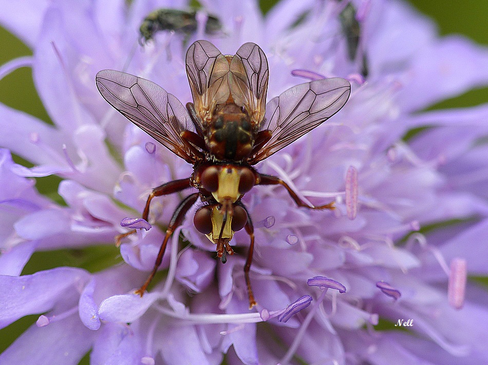 Sicus ferrugineus (Linnaeus 1761) (2).JPG