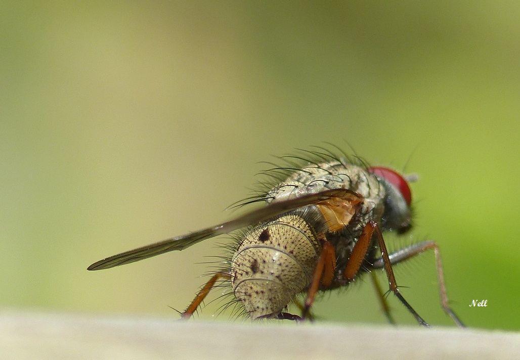 Helina sp ou Phaonia sp Muscidae (2).JPG