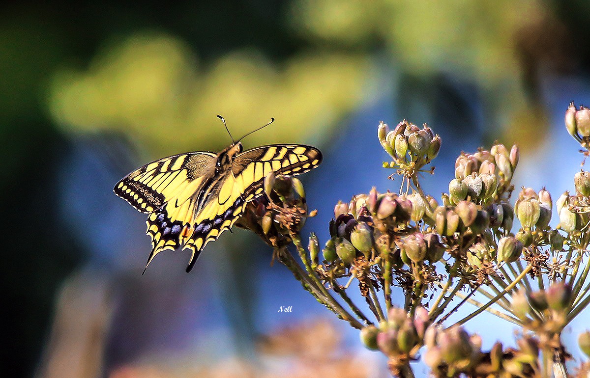 Papilio machaon et  (2).JPG