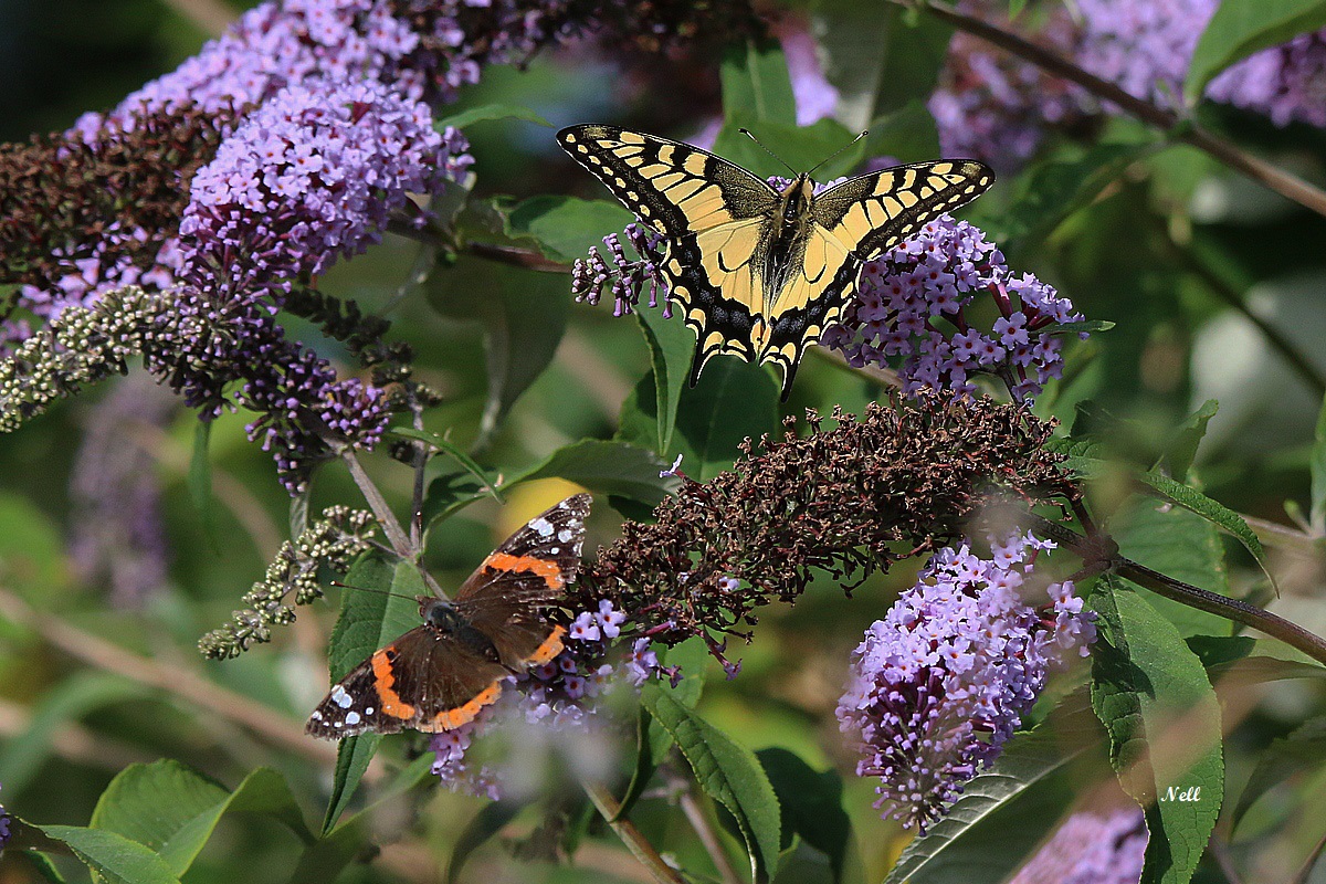 Papilio machaon et  (1).JPG