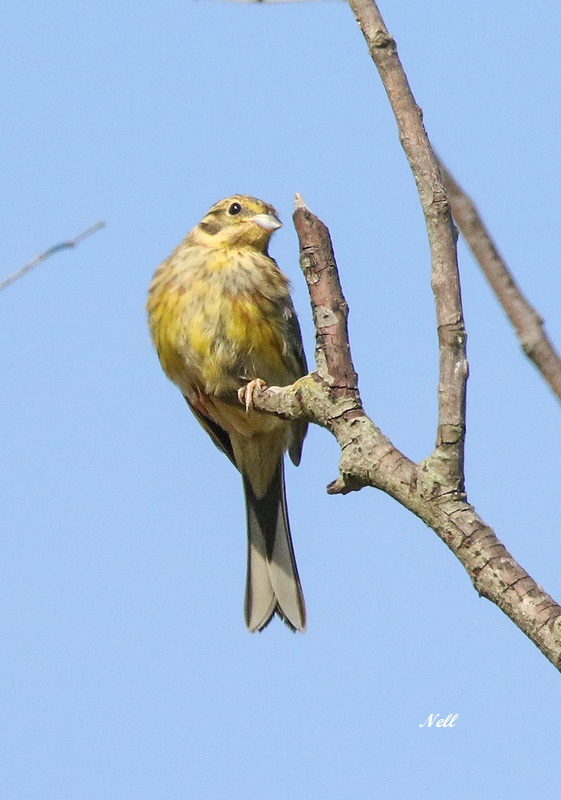 Bruant jaune femelle (2).JPG