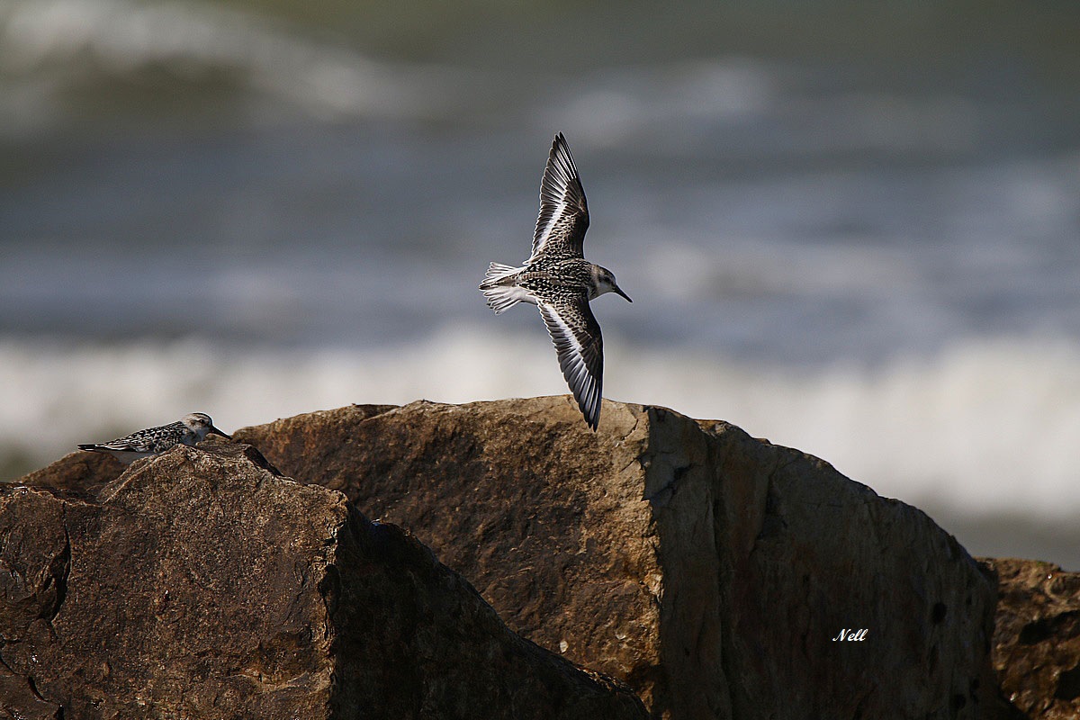 Bécasseau sanderling (Calidris alba).JPG