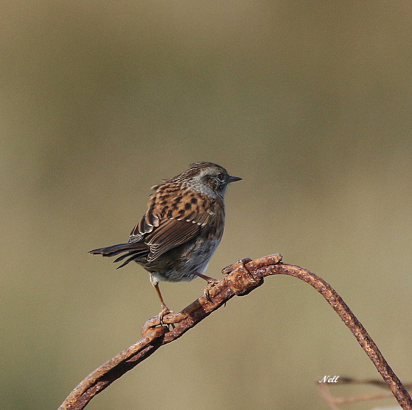 Accenteur mouchet (Prunella modularis)  (1).JPG