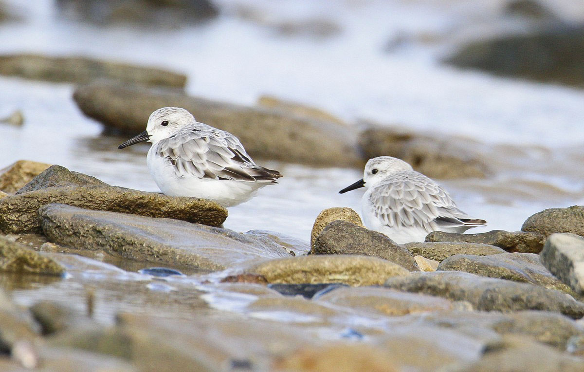 Bécasseau sanderling (2)