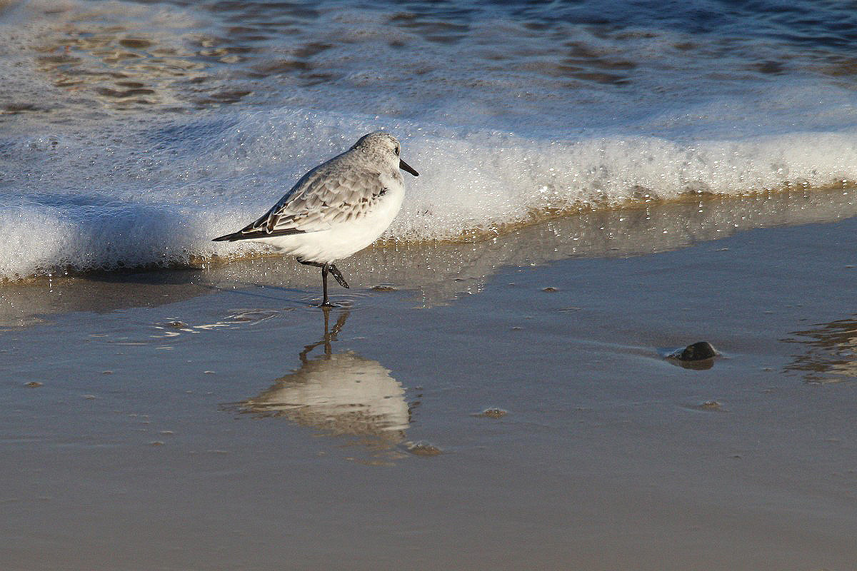 Bécasseau sanderling