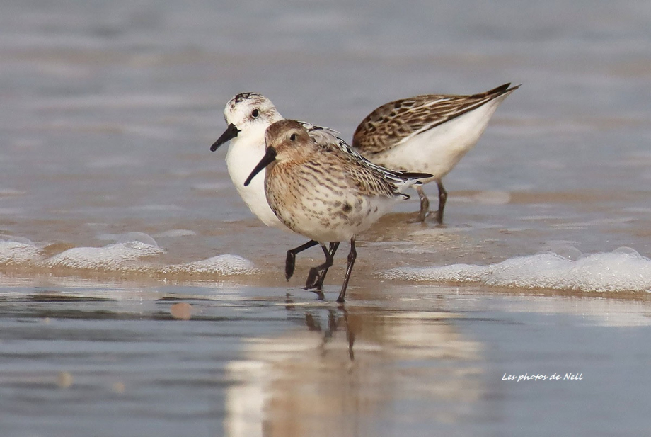 Bécasseau variable et sanderling