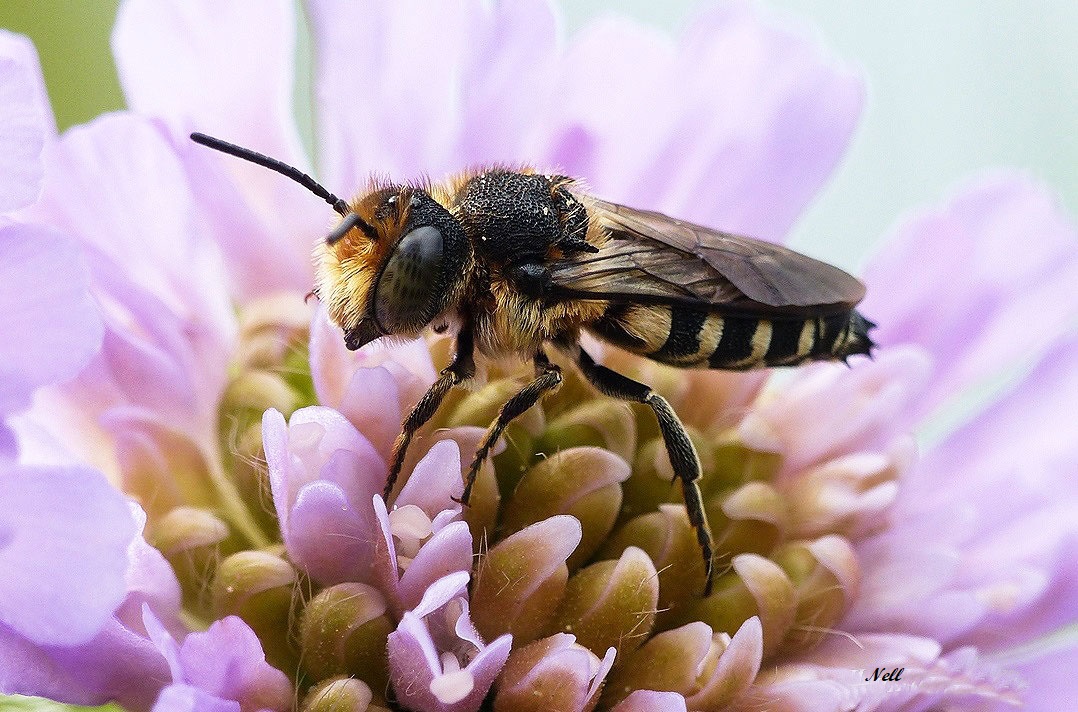 Coelioxys aurolimbata Hymenoptère Megachilidae (1)