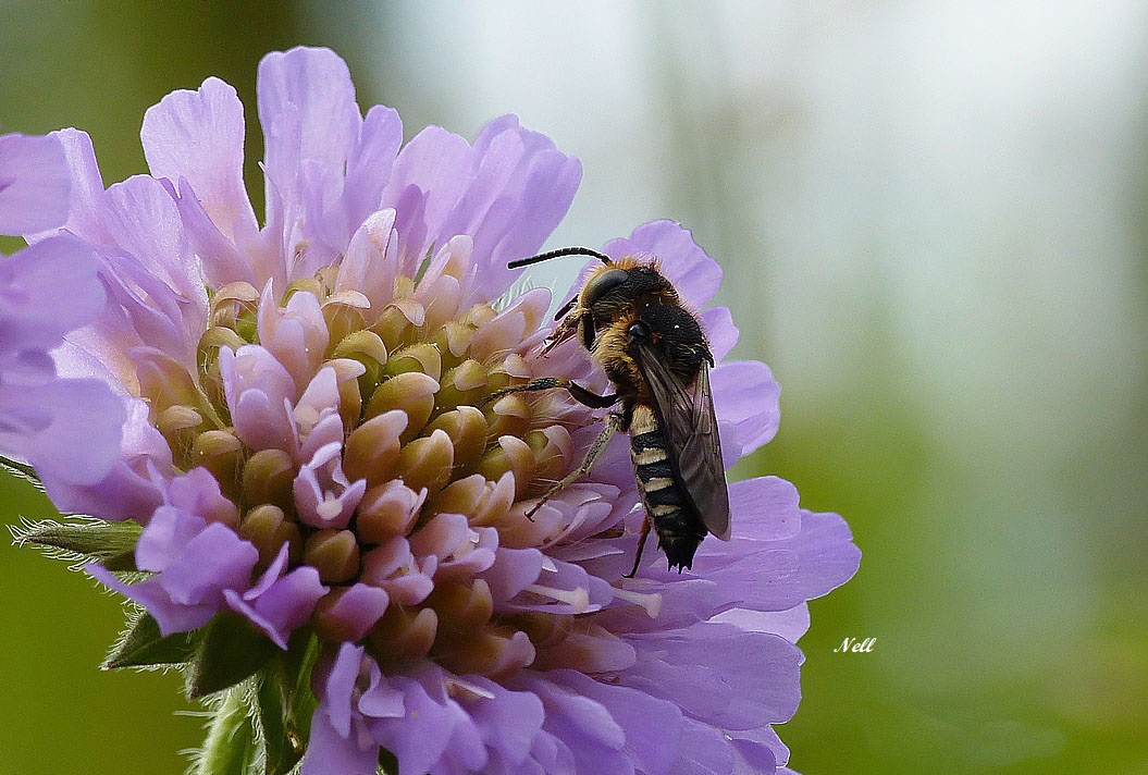 Coelioxys aurolimbata Hymenoptère Megachilidae (4)