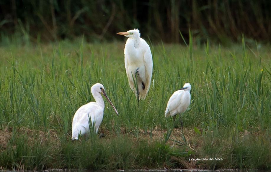 grande aigrette, spatule, aigrette garzette