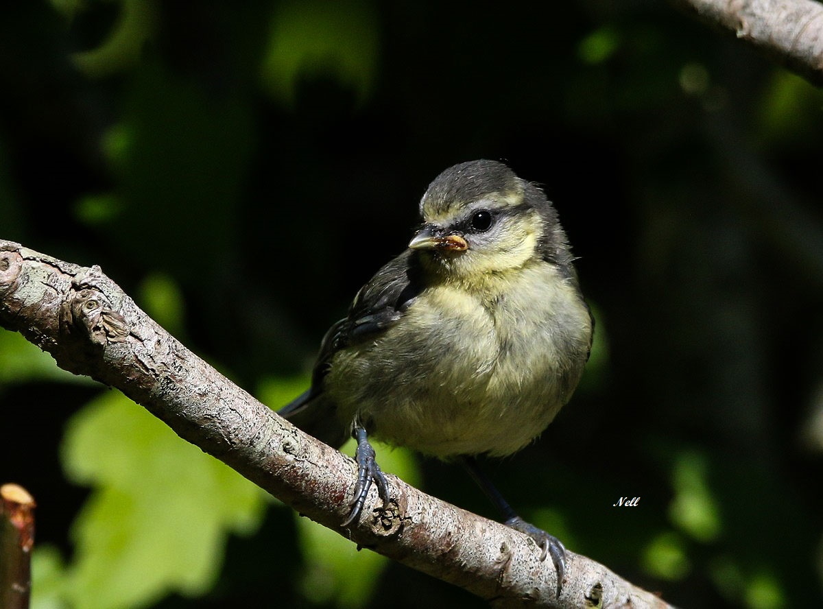 Mésange bleue (Cyanistes caeruleus (6)