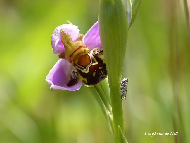 Orchidées sauvages : Orchidée abeille :