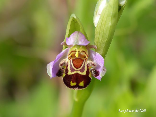 Orchidées sauvages : Orchidée abeille: 