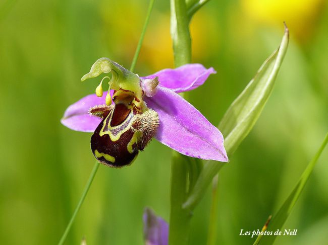 Orchidées sauvages : Orchidée abeille,