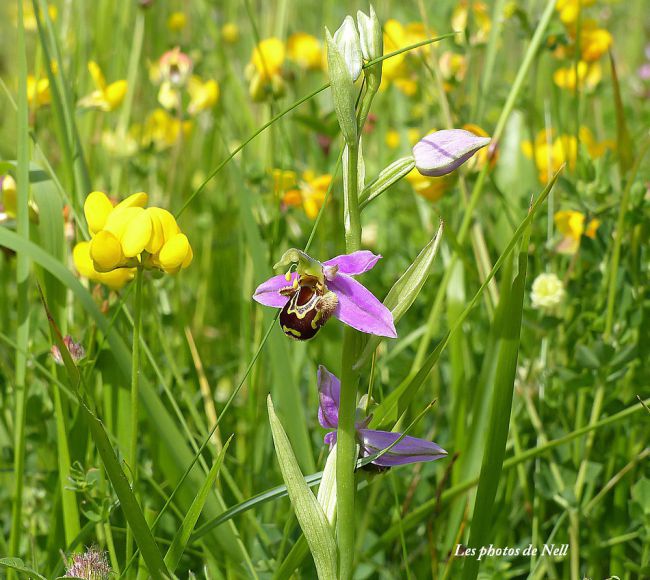 Orchidées sauvages : Orchidée abeille,