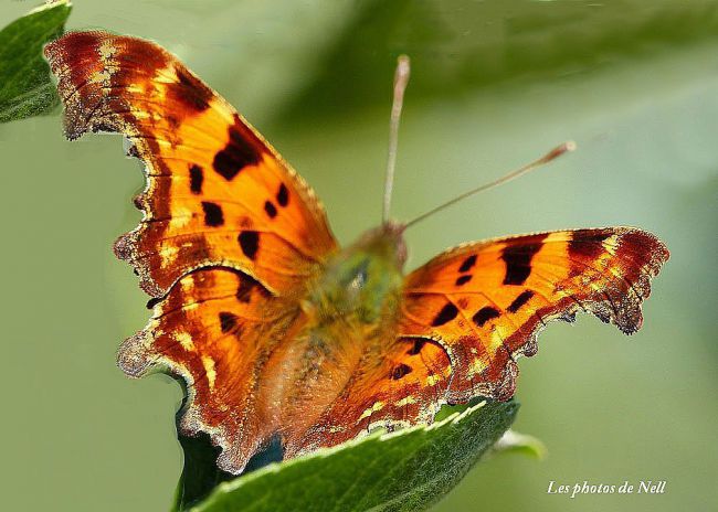 Le Robert le diable ( Polygonia c-album) Ver sur Mer 14 (