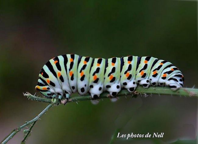 Chenille de Machaon photographiée à Ver sur Mer 14