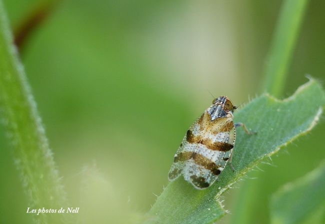 Tachycixius venustulus, famille : Cixidae (Ver sur Mer 14.