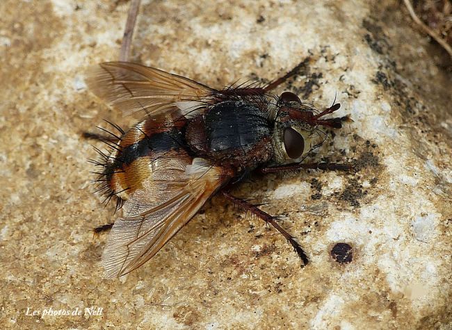 Tachina magnicornis mâle. Ver sur Mer 14.