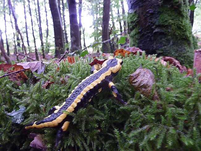 Salamandre tachetée (forêt de Cerisy, 14).