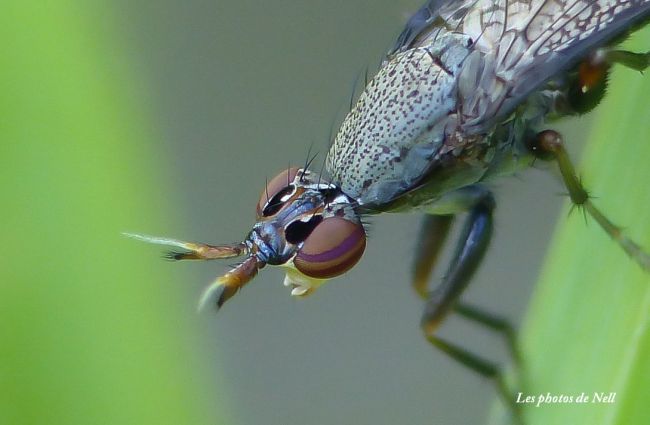 Coremacera marginata  (Fabricius, 1775). Ver sur Mer 14.