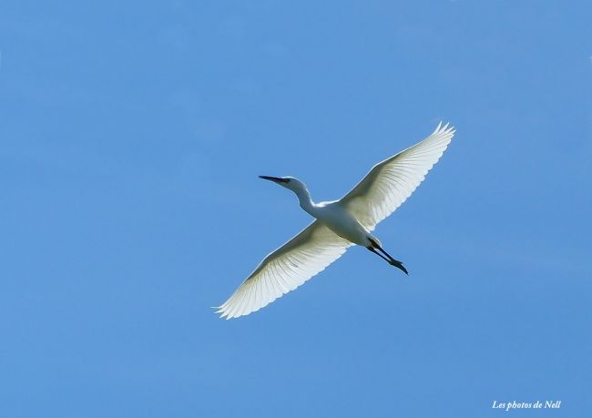 Aigrette garzette. Marais de Ver sur Mer 14.