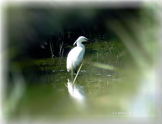 Aigrette garzette. Marais de Ver sur Mer 14.