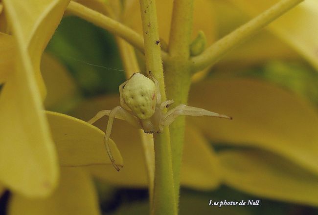 Misuména Vatia femelle, famille Thomisidae.