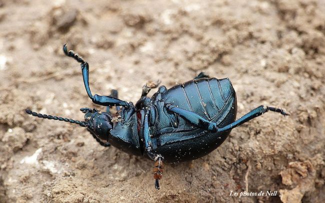 Timarcha tenebriscosa. Chrysomelidae. Ver sur Mer 14.