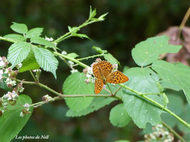 Tabac d'Espagne (Argynnis paphia). Famille : Nymphalidae. Ver/Mer 14.