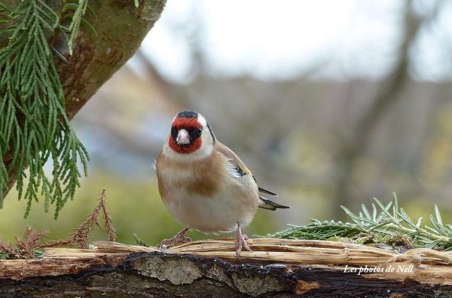 Chardonneret élégant (Carduelis carduelis) famille:Fringillidae. Ver/Mer 14