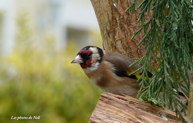 Chardonneret élégant (Carduelis carduelis) famille:Fringillidae. Ver/Mer 14