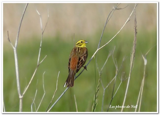 Bruant jaune (Emberiza citrinella) Famille Ambezeridae. Ver/Mer14.