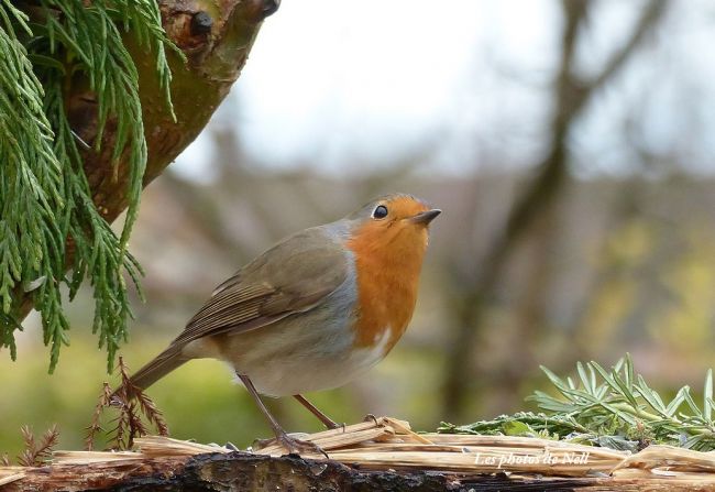 Rouge-gorge familier (Erithacus rubecula) : Ver sur Mer 14