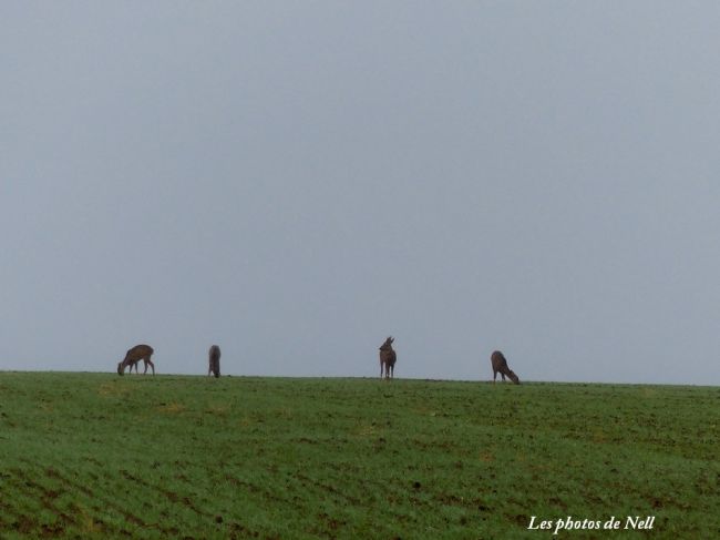Chevreuils de plaine: Ver sur Mer 14 (11/2015).