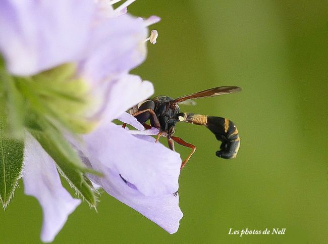 Physocephala rufipes (Fabricius, 1781) Diptère, famille Conopidae, forme femelle (Ver/Mer 14)