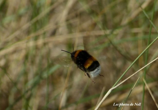 Bourdon des champs (Bombus pascuorum) Bourdon orangé (Ver/Mer 14).