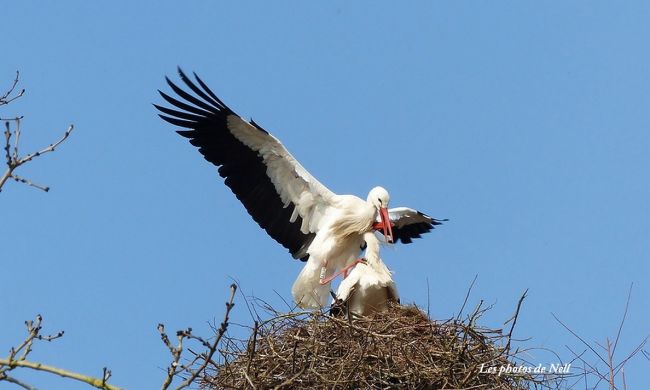 Cigognes blanches, Marais de la Dives Janville 14.