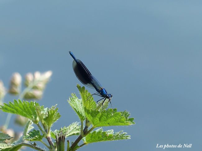 Le caloptéryx splendens